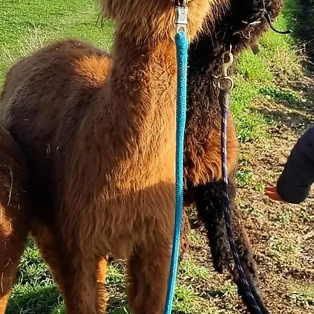 Glamping Farm Reni Gemeinschaftsbad Free Wifi Naturgarten *